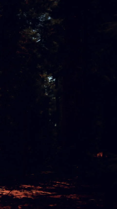 Walking through a dark forest path with trees surrounding the area Stock Footage 338373261