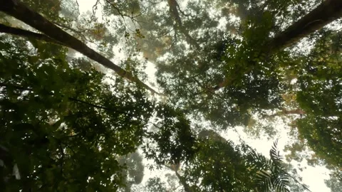 Walking through dark rainy forest look up view at high green trees 4K Stock Footage 252485005
