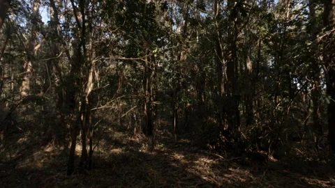 Walking through dark woods with thick, dense undergrowth. Stock Footage