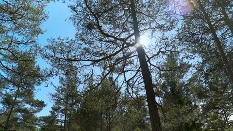 Walking Through the Daytime Forest Video stock 107763128