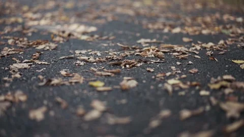Walking through dead/brown leaves on the ground of a path. Vídeo Stock 251373428