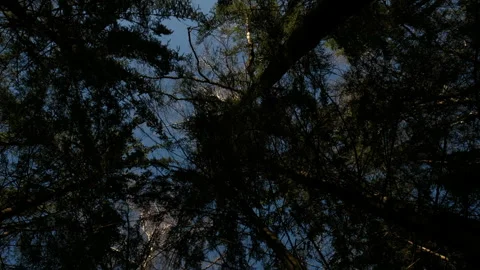 Walking through a dense forest with tall trees, looking up sun, blue sky Stock Footage 303887171