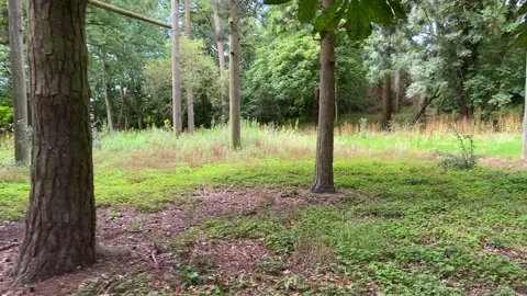 Walking through a dense forest of trees and woodland Video stock 136296439