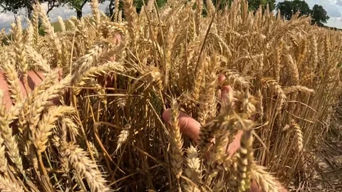 Walking Through Dense Golden Wheat Before Harvest in Germany Video stock 340913212