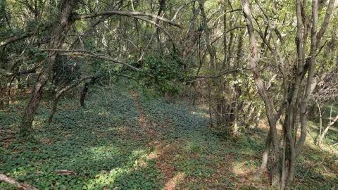 Walking through dense green forest with sunlight and tree shadows. Stock Footage 320601796