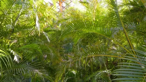 Walking through a dense, green, tropical garden in 4k slow motion 120fps Stock Footage 285123074