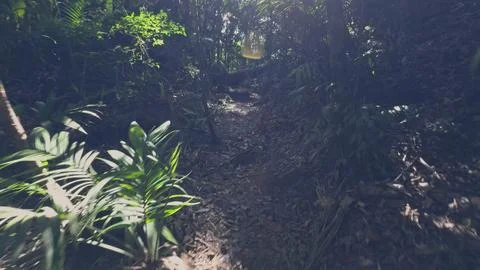 Walking through a dense jungle with changing light reflections Stock Photos