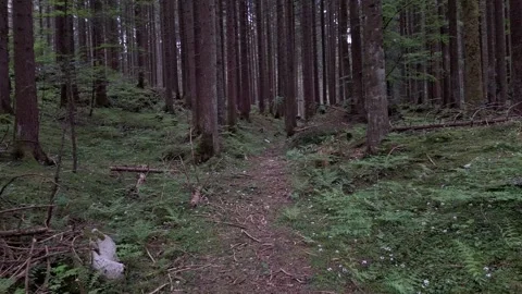 Walking Through Dense Mountain Alpine Forest Trail Vídeo Stock 335252612