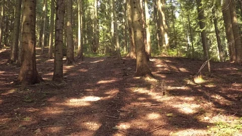 Walking Through Dense Pine and Spruce forest in Quiet Woodland Trail 스톡 동영상 318032637