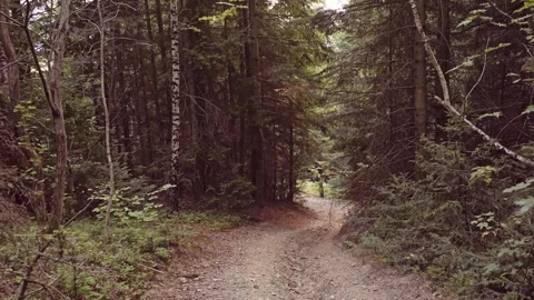 Walking Through Dense Pine and Spruce forest in Quiet Woodland Trail Vidéo 318037285