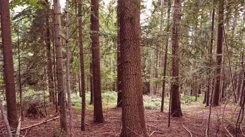 Walking Through Dense Pine and Spruce forest in Quiet Woodland Trail Vidéo 318040706