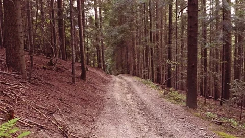 Walking Through Dense Pine and Spruce forest in Quiet Woodland Trail Vidéo 318043690