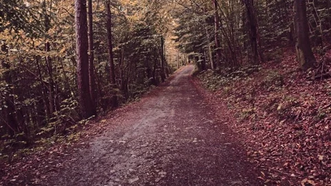 Walking Through Dense Pine and Spruce forest in Quiet Woodland Trail Vidéo 318043810