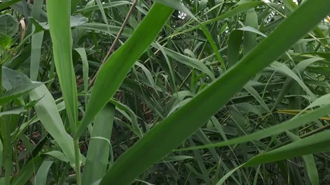 Walking through the dense reed beds Stock Footage 313940927