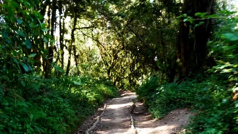 Walking through The Dense Tanzanian Rainforrest Stock Footage 81544079