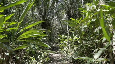 Walking through the dense tropical Amazon rainforest jungle in Peru Stock Footage 135593916