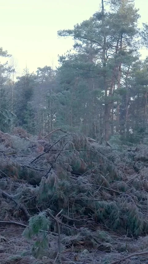 Walking through a devastated forest after a storm Stock Footage 327114559