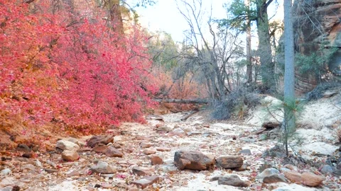 Walking through a dry riverbed with red autumn foliage Stock-Footage 344819205