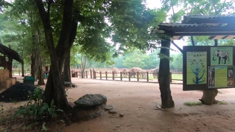 Walking through elephant reserve 動画素材 160128422