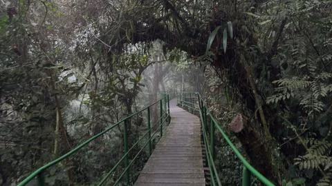 Walking Through Elevated Walkways in a Dense Jungle with Mystical Fog Photos