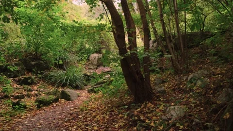 Walking through an empty forest in autumn. Stock Footage 141745407
