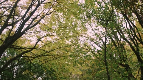 Walking through an empty forest in autumn. Stock Footage 141745770