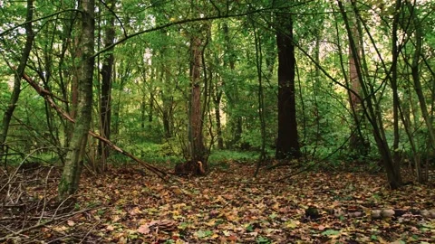 Walking through an empty forest in autumn. Stock Footage 141745962