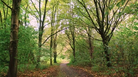 Walking through an empty forest in autumn. Stock Footage 141746159