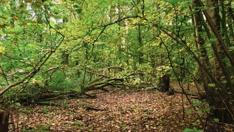 Walking through an empty forest in autumn. Stock Footage 141746327
