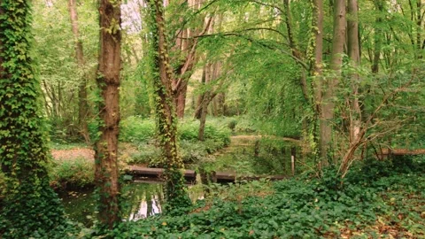 Walking through an empty forest in autumn. Stock Footage 141746562