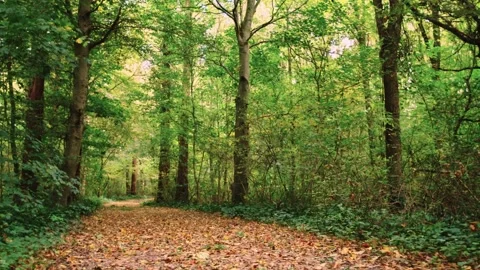 Walking through an empty forest in autumn. Stock Footage 141746575