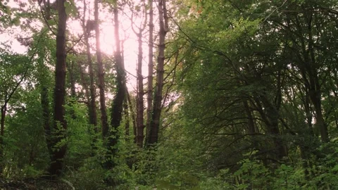 Walking through the empty forest in autumn. Stock Footage 141746714