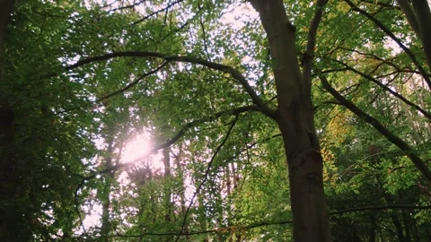Walking through the empty forest in autumn. Stock Footage 141746808