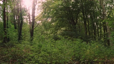Walking through an empty forest in autumn. Stock Footage 141746895