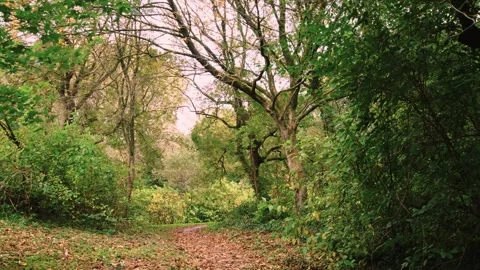 Walking through an empty forest in autumn. Stock Footage 141747636