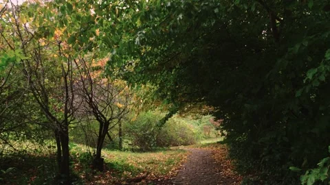Walking through an empty forest in autumn. Stock Footage 141747805