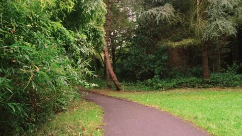 Walking through an empty forest in autumn. Stock Footage 141747860