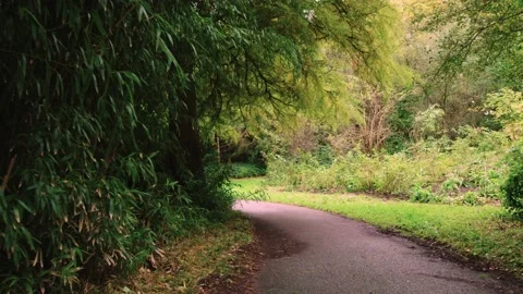 Walking through an empty forest in autumn. Stock Footage 141747987