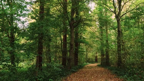Walking through an empty forest in autumn. Stock Footage 141749657