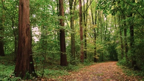 Walking through an empty forest in autumn. Stock Footage 141749675