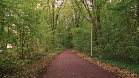Walking through an empty forest in autumn. Stock Footage 141749890