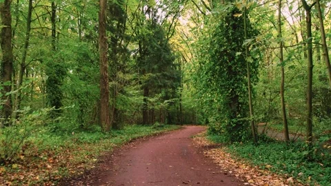 Walking through an empty forest in autumn. Stock Footage 141750111