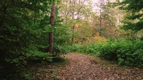 Walking through an empty forest in autumn. Stock Footage 141750480