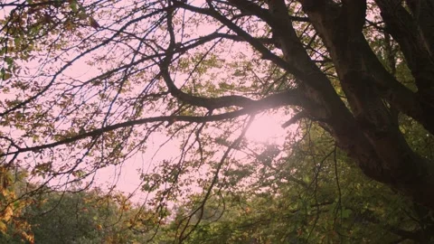 Walking through the empty forest in autumn. Stock Footage 141750987