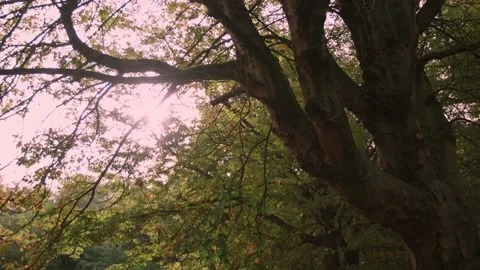 Walking through the empty forest in autumn. Stock Footage 141751497