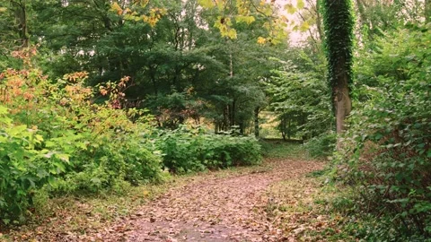 Walking through an empty forest in autumn. Stock Footage 141752270