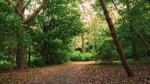 Walking through an empty forest in autumn. Stock Footage 141752489