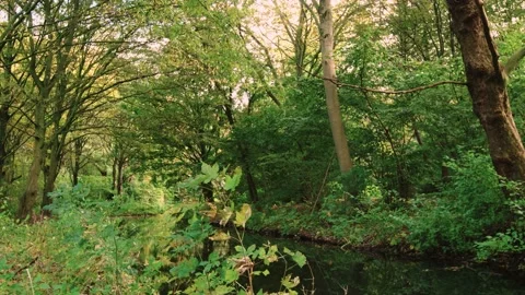 Walking through an empty forest in autumn. Stock Footage 141752669
