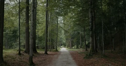 Walking Through the Enchanted Forest of the Italian Dolomites Stock Footage 340226770