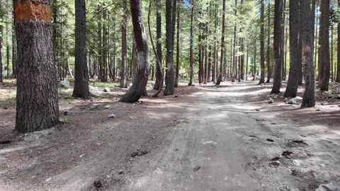 Walking Through Enchanted Forest Path in Slow Motion Rays of Sunlight  Stock Footage 287201141